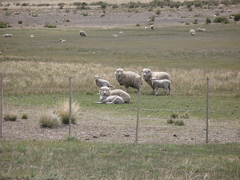 Patagonie 159.jpg